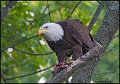 _0SB0450 american bald eagle with eating fish